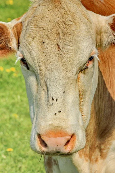 Коровы коричневые — стоковое фото