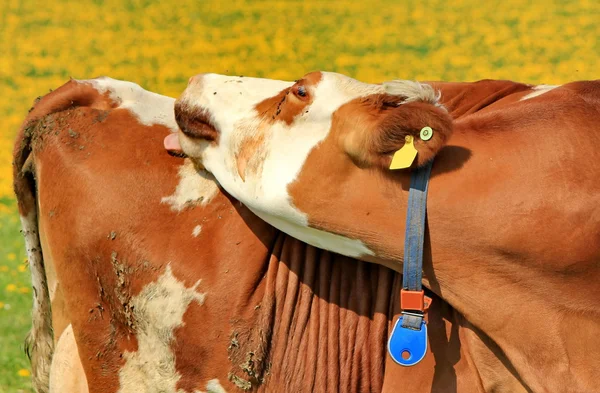 Koe bruin — Stockfoto