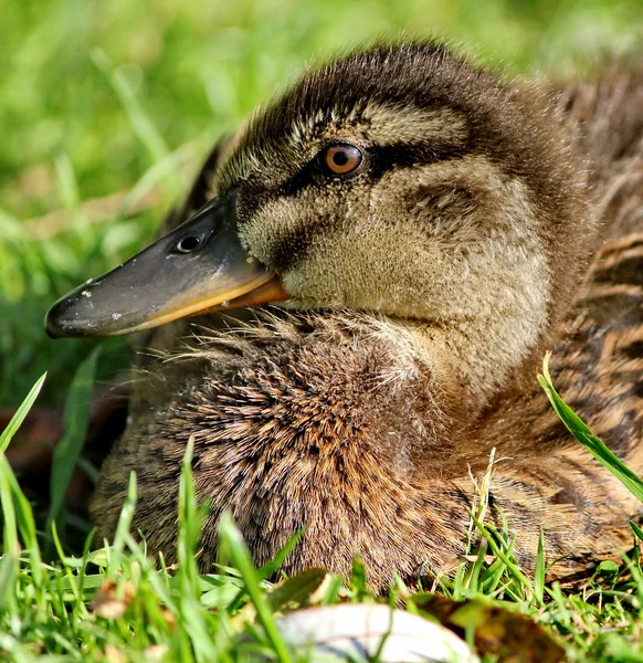 Ördek brown — Stok fotoğraf