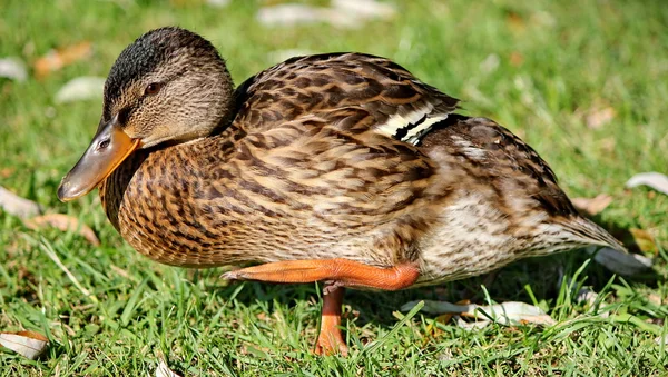 Duck brwon — Stock Photo, Image