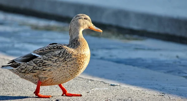 Duck brwon — Stock Photo, Image