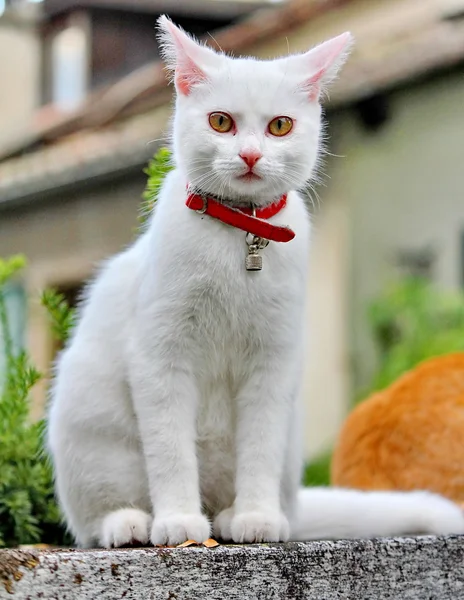Kočka bílá — Stock fotografie