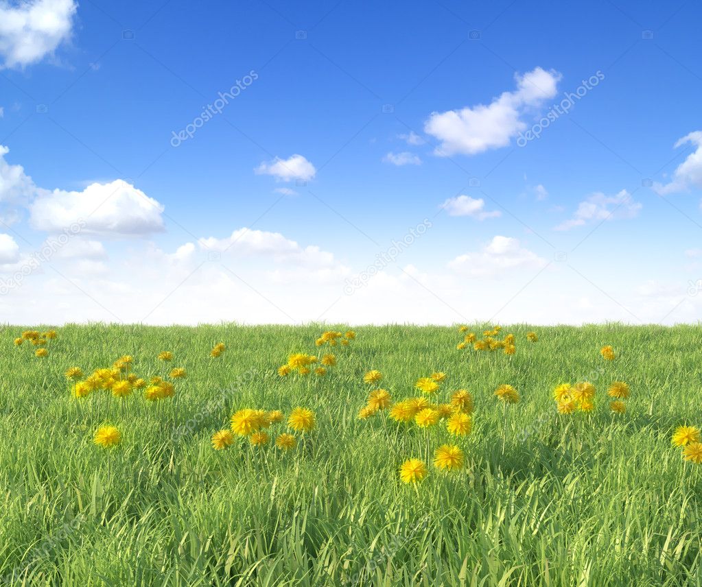 Yellow dandelion flowers on blue sky background, spring photo