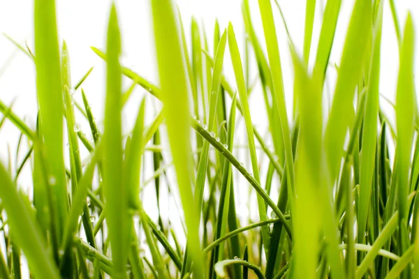 Taze yeşil çimen (sığ DoF) — Stok fotoğraf