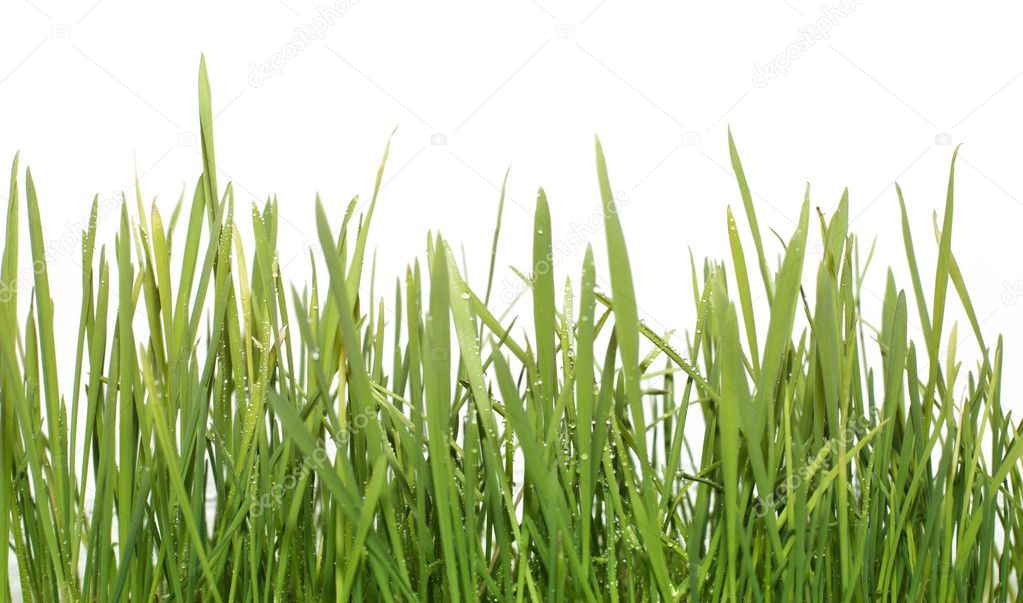 Fresh green grass (Shallow Dof)