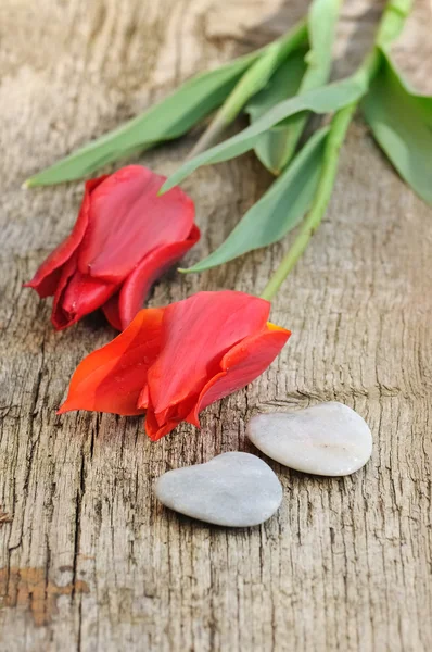 Czerwone tulipany i serc z kamienia — Zdjęcie stockowe