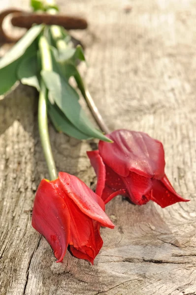 Röda tulpaner innehas av en ring — Stockfoto