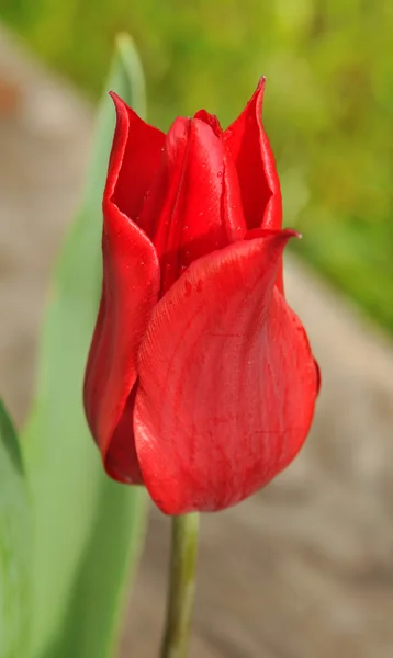 Krásný červený Tulipán — Stock fotografie