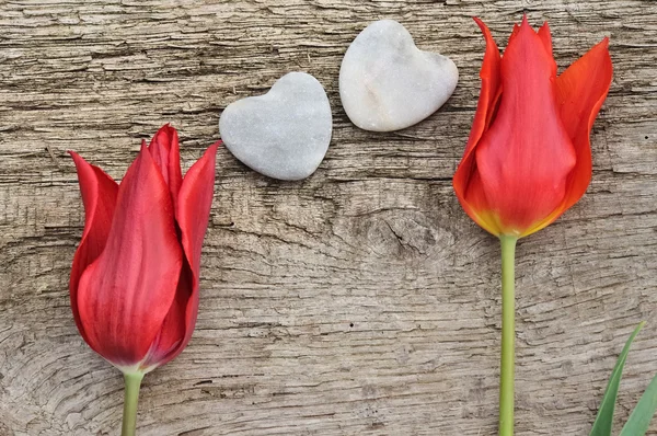 Tulipanes rojos para el amor — Foto de Stock