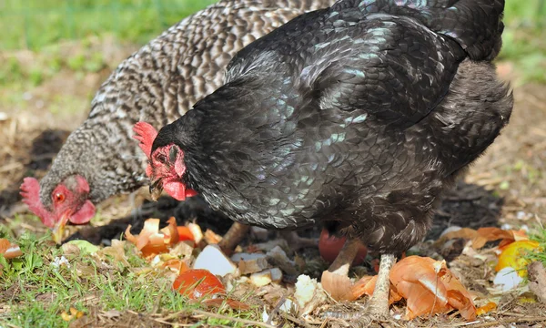 Hens recyclers — Stock Photo, Image