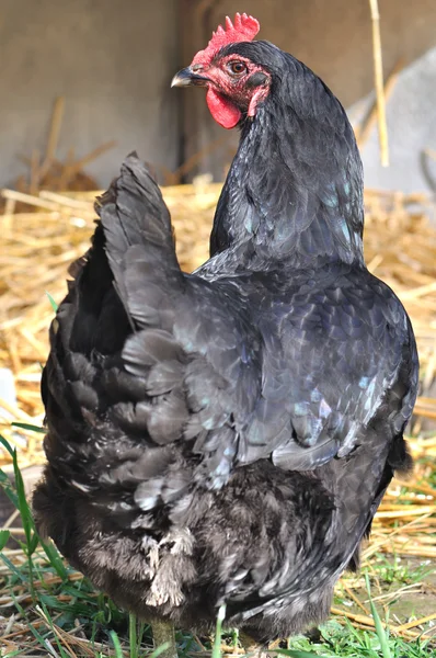 Black hen in barn — Stock Photo, Image