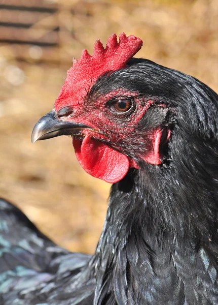 Portrait of a brown hen — Stock Photo, Image