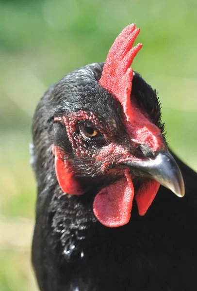 Profil of a brown hen — Stock Photo, Image