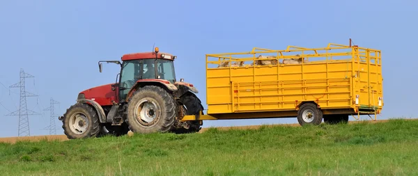 Transportu zwierząt gospodarskich — Zdjęcie stockowe