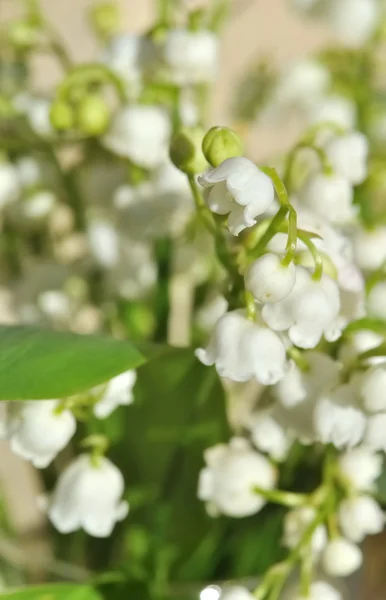 백합 꽃다발 — 스톡 사진
