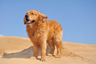 Golden Retriever in the wind clipart