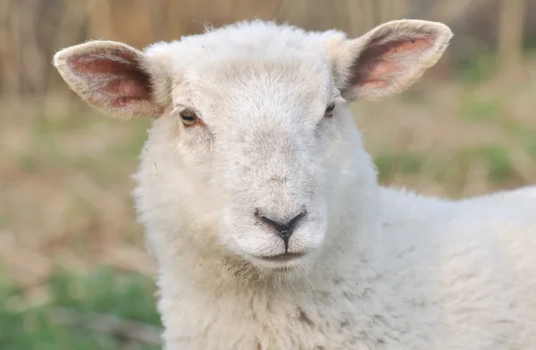子羊の肖像 — ストック写真