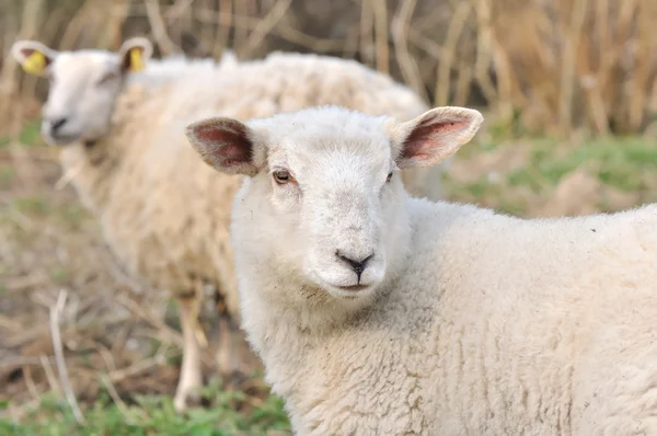 Ett lamm och ett får — Stockfoto