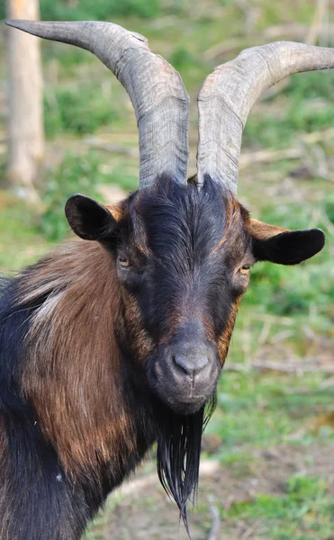 Портрет коричневого рогатого козла — стоковое фото