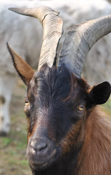 Портрет коричневого козла рогатого — стокове фото