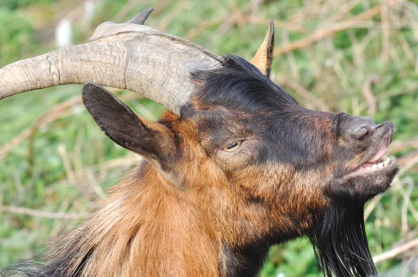 Retrato de uma cabra macho — Fotografia de Stock