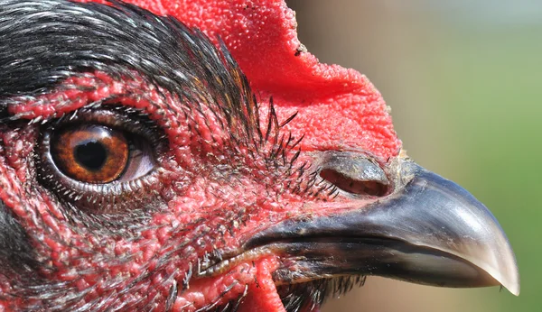 Closeup on hen — Stock Photo, Image