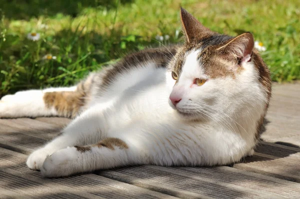 Cat on terrace — Stock Photo, Image