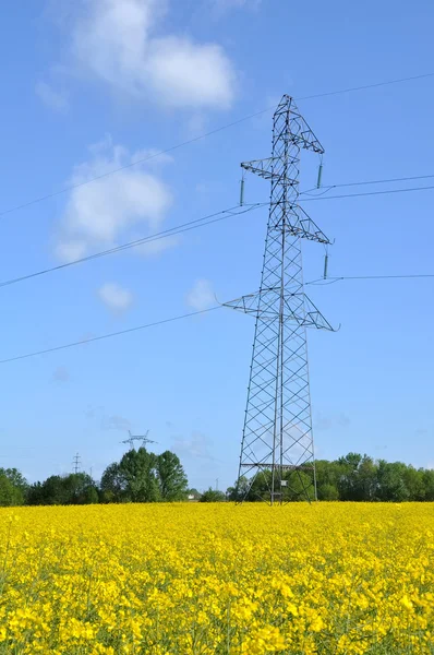 Pylône électrique dans le champ de colza — Photo