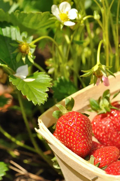 草莓收获 — 图库照片