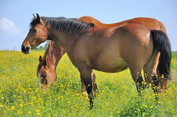 Horses in a flowwery meadows — Stock Photo, Image