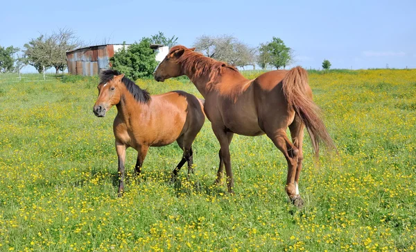 Konie w kwieciste łąki — Zdjęcie stockowe
