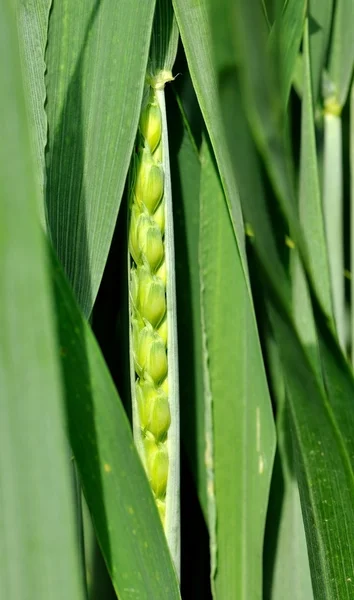 耳小麦の上昇 — ストック写真