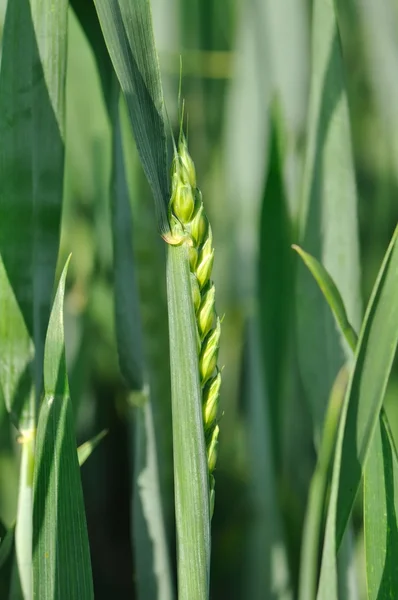 Birth of an ear of corn — Stock Photo, Image