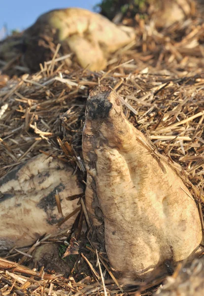 Sugar beet in the straw — Stock Photo, Image
