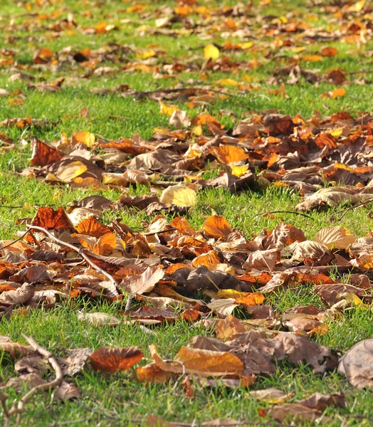 Tørre blader av plane trær på gress – stockfoto