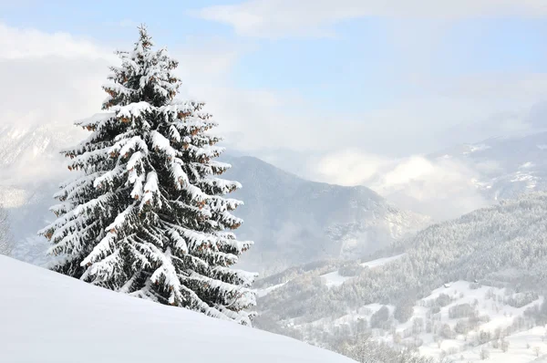 Un arbre avec vue sur la montagne enneigée — Photo