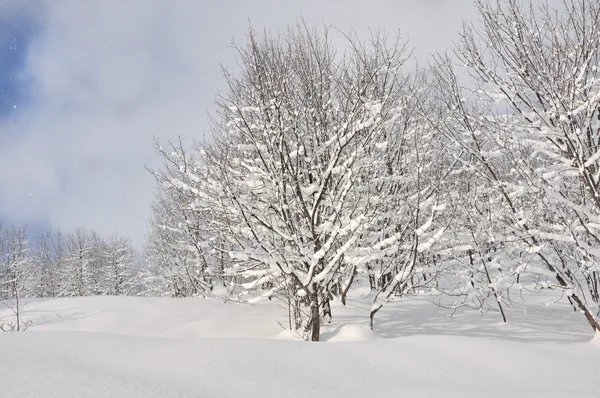 雪の丘の上にツリー — ストック写真