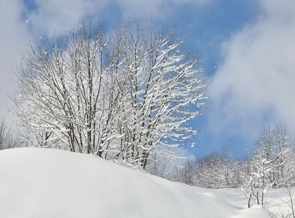 Árbol en la cima de una colina de nieve — Foto de Stock