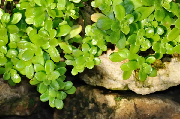 Green leaf of a sedum — Stock Photo, Image