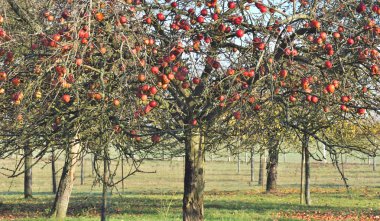 Apple tree in autumn clipart