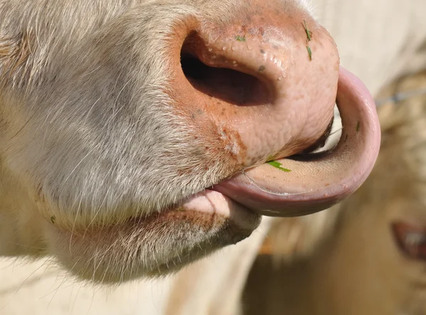 Hladový kráva — Stock fotografie