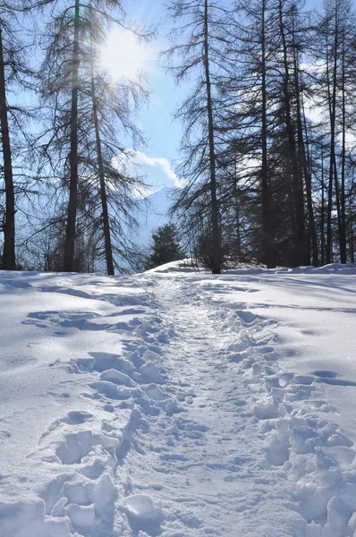 Wandelen in de sneeuw — Stockfoto