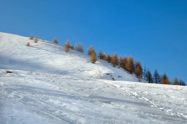 Trees on a snowy hill — Stock Photo, Image