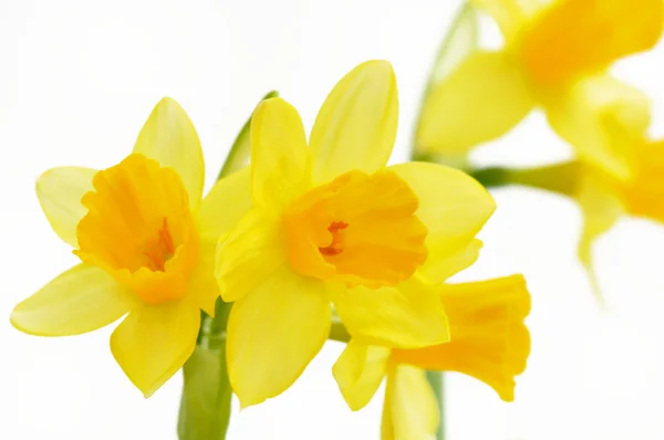 Daffodils flowers — Stock Photo, Image