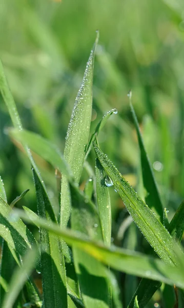 Dewdrops a zöld búza — Stock Fotó
