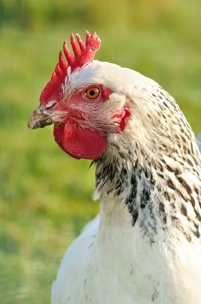 鶏へのクローズ アップ — ストック写真
