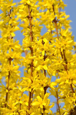 Blossoming of forsythia clipart