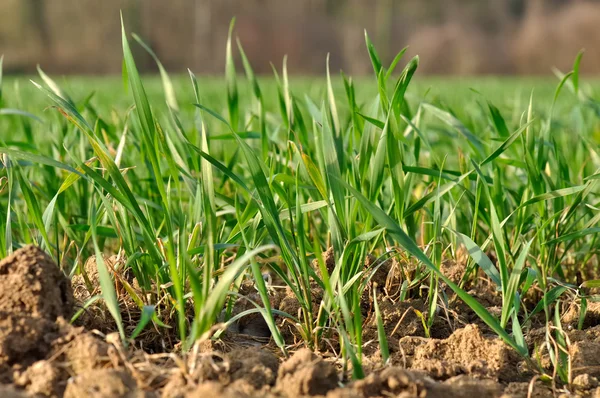 stock image Young seedlings of wheat