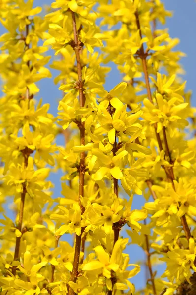 Blomstra av forsythia — Stockfoto