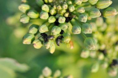 Beetles on canola buds clipart